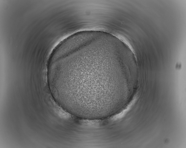 X0000096380781200802071512