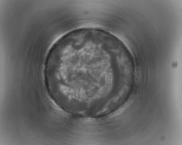 X0000096380783200802071512