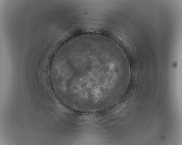 X0000096380817200802071511