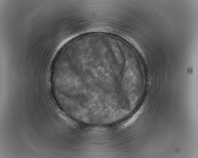 X0000096380830200802071511