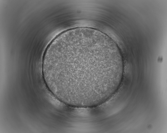 X0000096380836200802071511