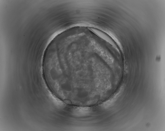 X0000096380845200802071511