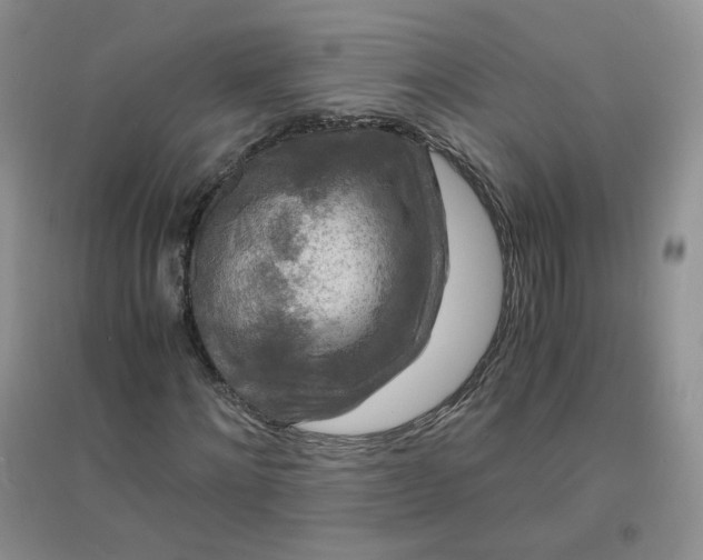 X0000096380868200802071511