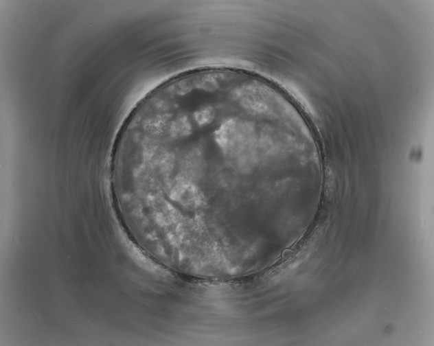 X0000096380895200802071510