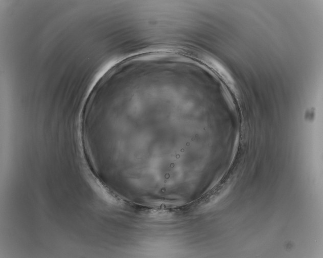 X0000096380907200802071510