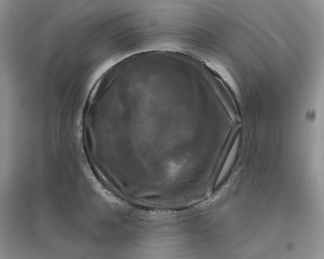 X0000096380944200802071510