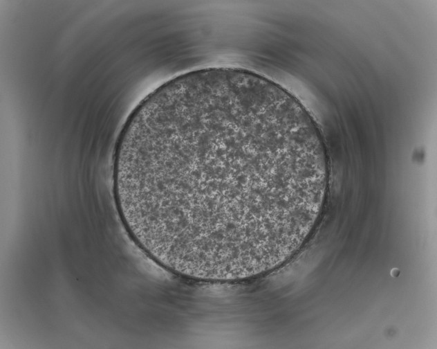 X0000096380950200802071510