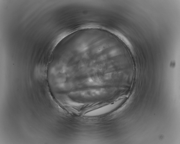 X0000096380953200802071510