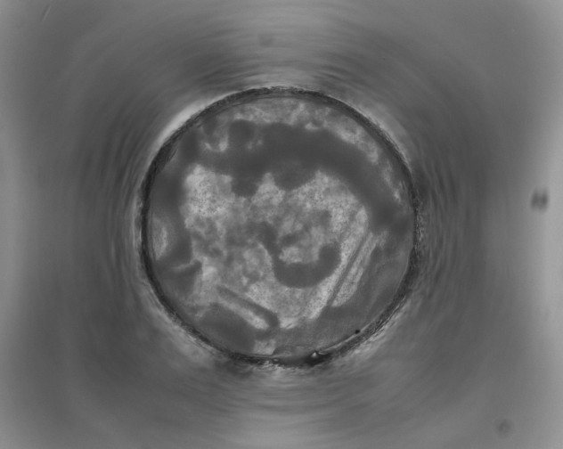 X0000096380983200802071509