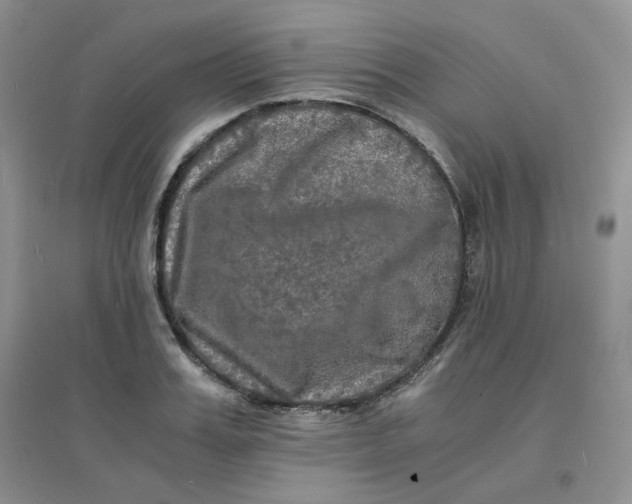 X0000096380987200802071509