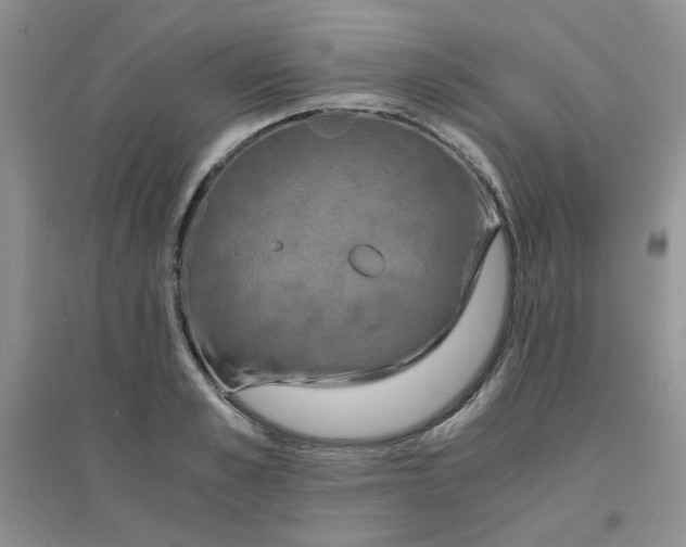 X0000096380989200802071509