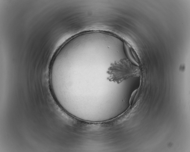 X0000096380990200802071509