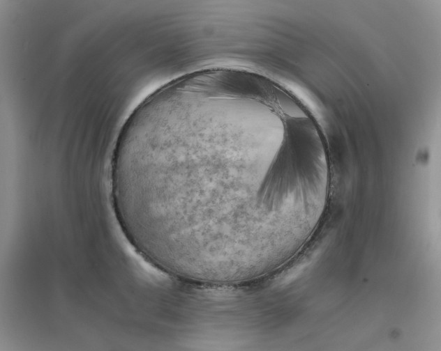 X0000096380999200802071509