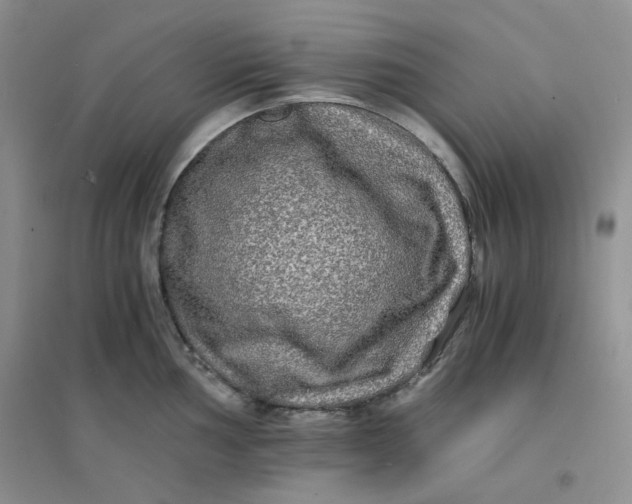 X0000096381002200802071509