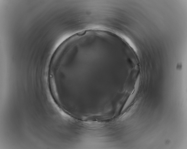 X0000096381007200802071509