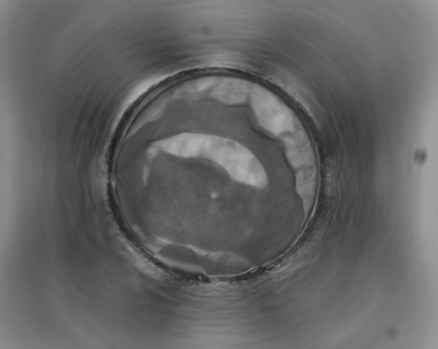 X0000096381024200802071508