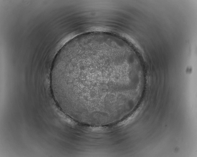 X0000096381025200802071508