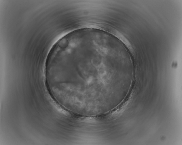 X0000096381028200802071509