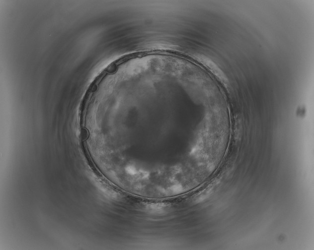 X0000096381031200802071509