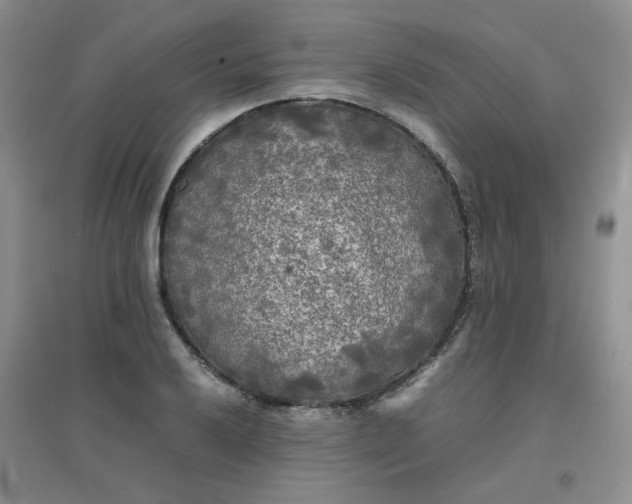 X0000096381032200802071509