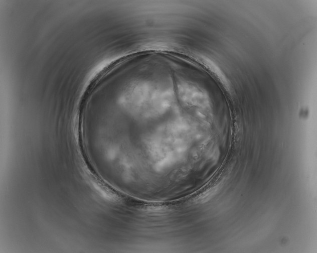 X0000096381035200802071509