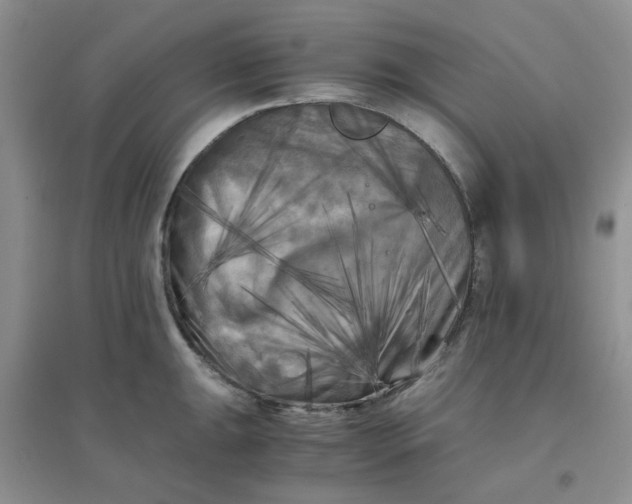 X0000096381047200802071509