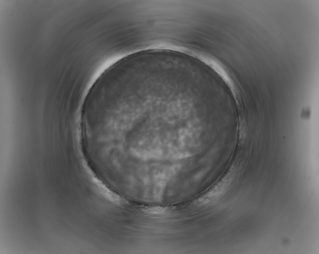 X0000096381048200802071509