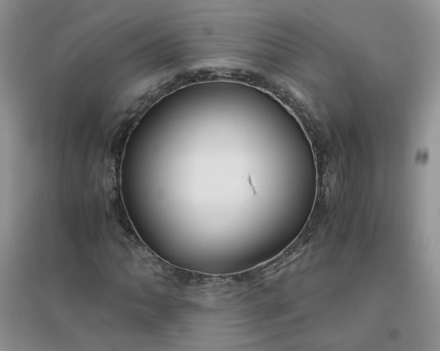 X0000096381062200802071508