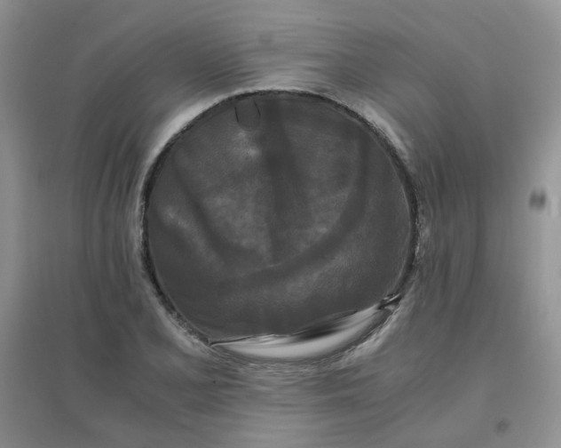 X0000096381077200802071508