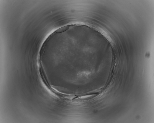 X0000096381084200802071508