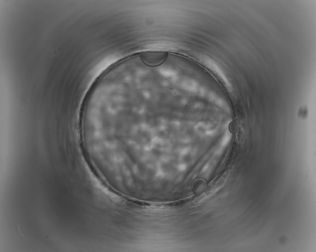 X0000096381087200802071508