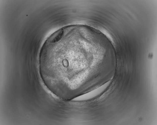 X0000096381088200802071508