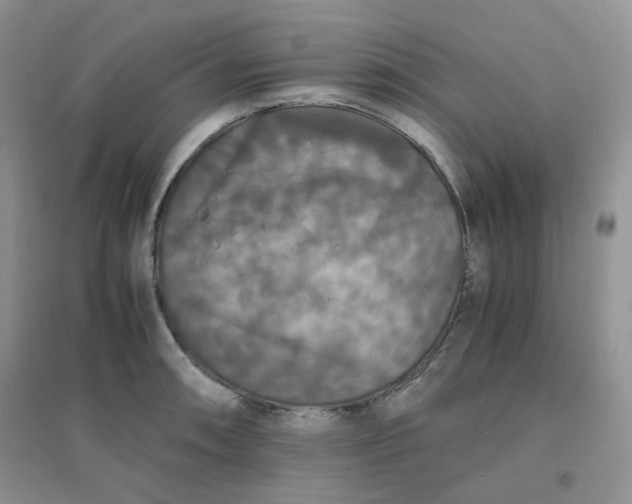 X0000096381090200802071508