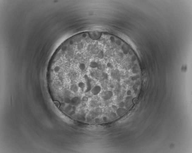 X0000096381091200802071508