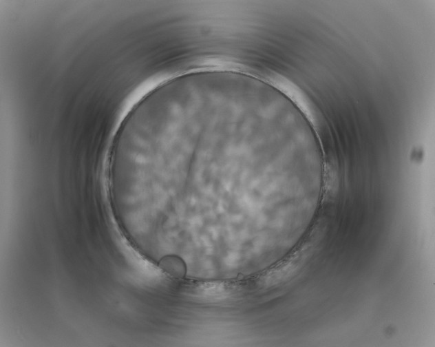 X0000096381098200802071508