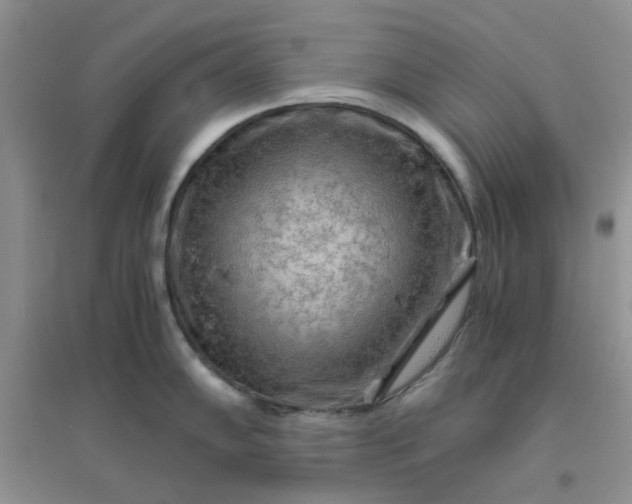 X0000096381102200802071508