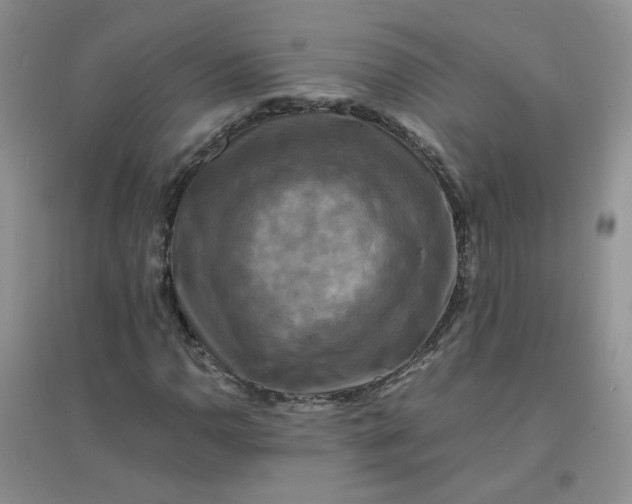 X0000096381110200802071507