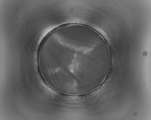 X0000096381120200802071507