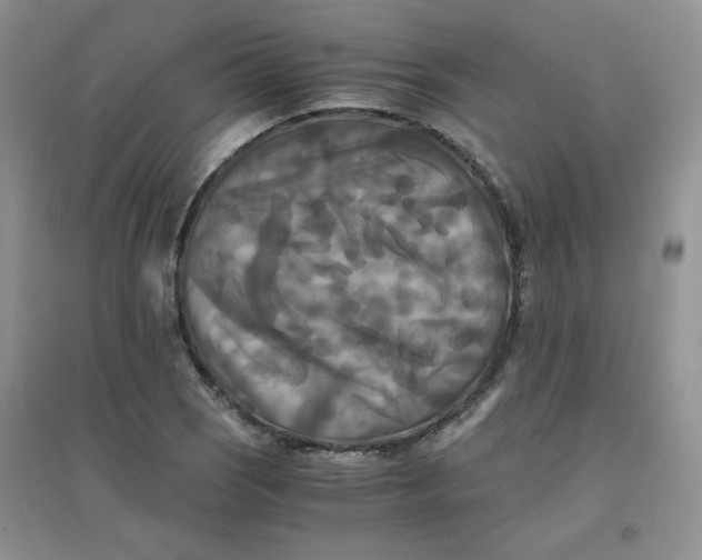 X0000096381121200802071507