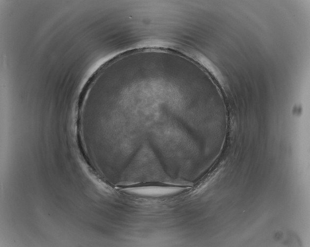 X0000096381124200802071507