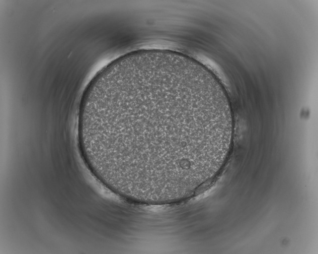 X0000096381130200802071507