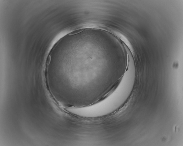 X0000096381146200802071507