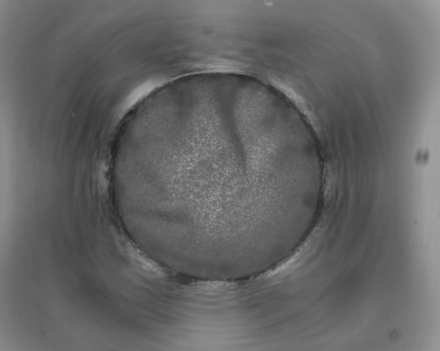 X0000096381163200802071507