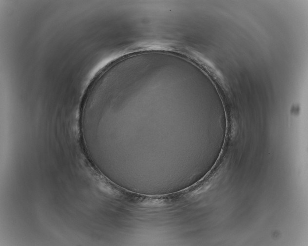 X0000096381174200802071506