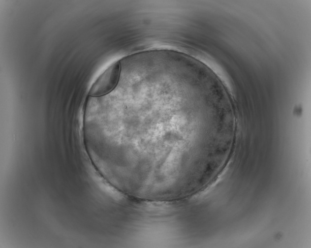 X0000096381198200802071506