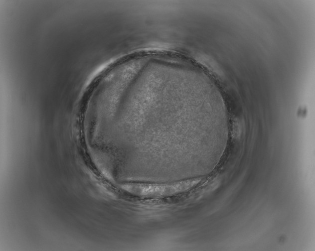 X0000096381208200802071505