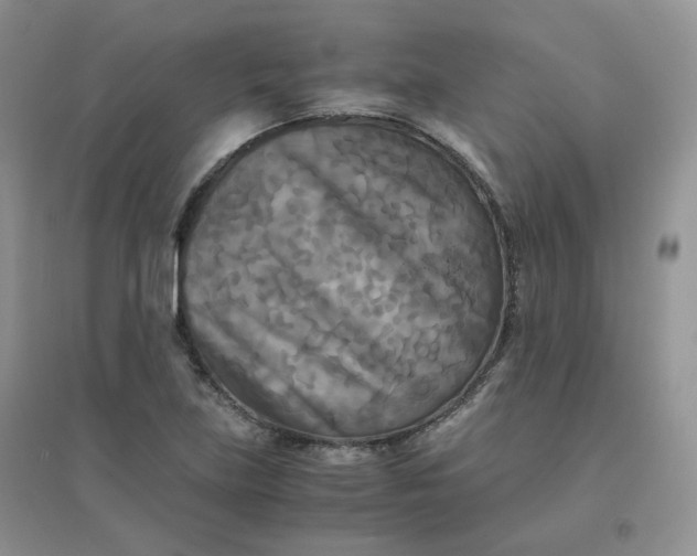 X0000096381219200802071506