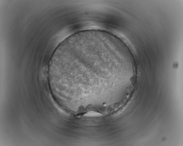 X0000096381233200802071506