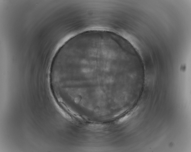 X0000096381237200802071506