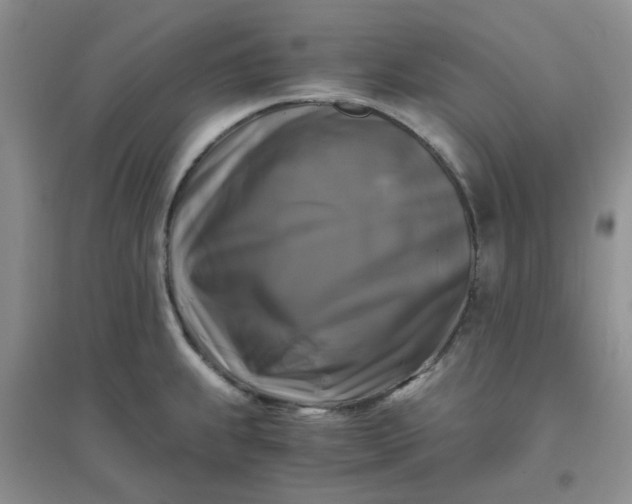 X0000096381239200802071506